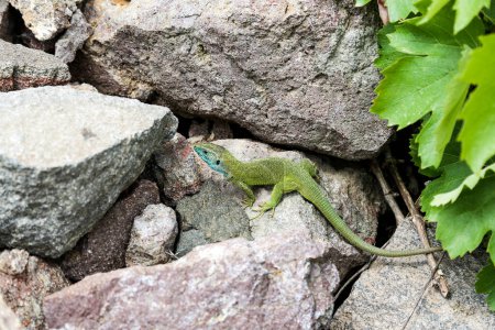 Photo for Green Lizard in Zempln (Hungary) - Royalty Free Image