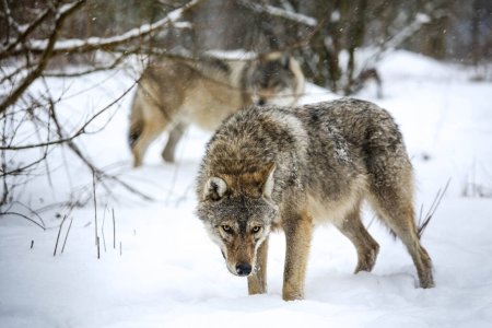Foto de Hunting Gray Wolf in the snow - Imagen libre de derechos