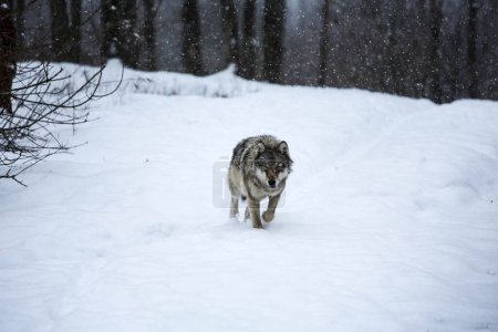 Téléchargez les photos : Gray Wolf approaching in the snow - en image libre de droit