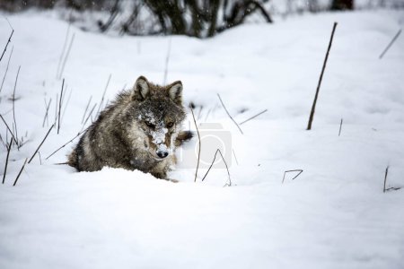 Téléchargez les photos : Hide and seek (Gray Wolf) - en image libre de droit