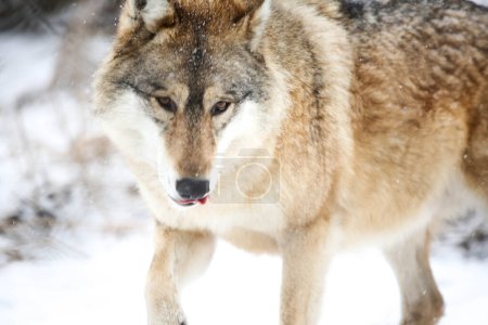 Téléchargez les photos : Wolf (somewher in the Zempln) - en image libre de droit
