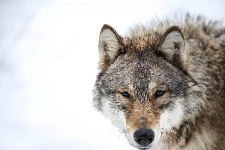 Téléchargez les photos : Portrait if a wolf in the snow - en image libre de droit
