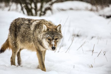 Photo for Wolf hunting in the snow - Royalty Free Image
