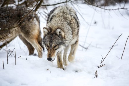 Téléchargez les photos : Hunters in the snow wolves in the Zempln Hills - en image libre de droit