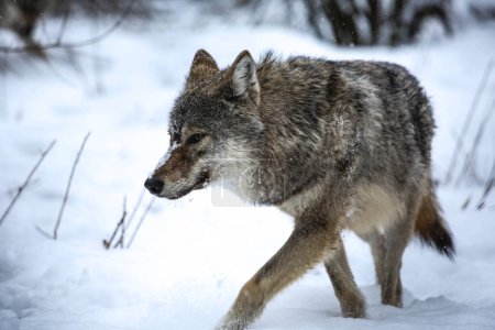 Téléchargez les photos : Gray wolf in the Zempln - en image libre de droit