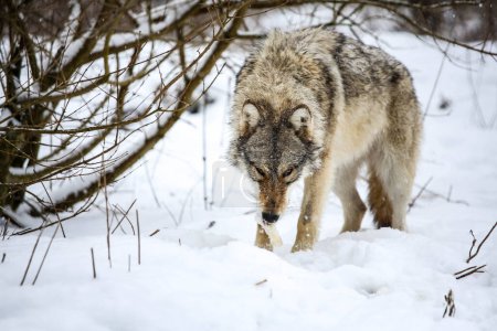 Téléchargez les photos : Wolf eating rabbit in the snow - en image libre de droit