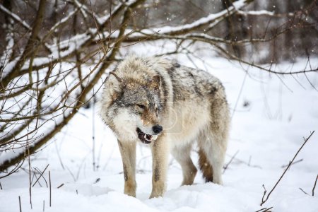 Téléchargez les photos : Having lunch in the snow (Gray Wolf) - en image libre de droit