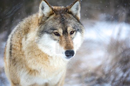 Photo for Snowy portrait of a gray wolf - Royalty Free Image