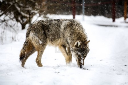 Téléchargez les photos : Angry hunter (Gray Wolf in Hungary) - en image libre de droit
