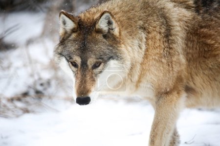 Photo for Face to face (Gray Wolf) - Royalty Free Image