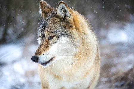 Foto de Portrait of a hunter (Gray Wolf) - Imagen libre de derechos