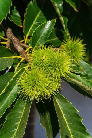 Foto de Branches of sweet edible chestnut with green cupules on a sunny day - Imagen libre de derechos