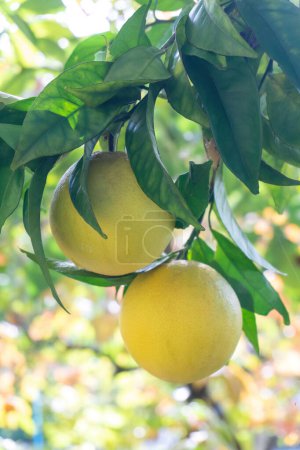 Téléchargez les photos : Oranges on a branch with green leaves close up - en image libre de droit