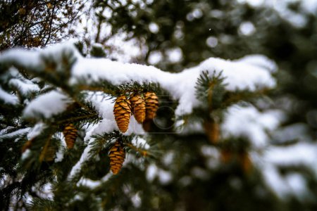 Foto de Pinecones in Snowy Evergreen Tree in Winter - Imagen libre de derechos