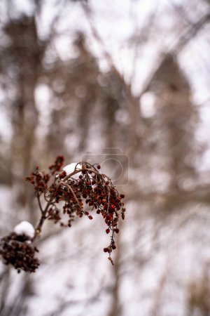 Foto de Hanging Red Berry Branch in Winter - Imagen libre de derechos