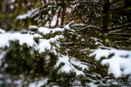 Foto de Close Up of Evergreen Tree Branch Covered in Snow - Imagen libre de derechos