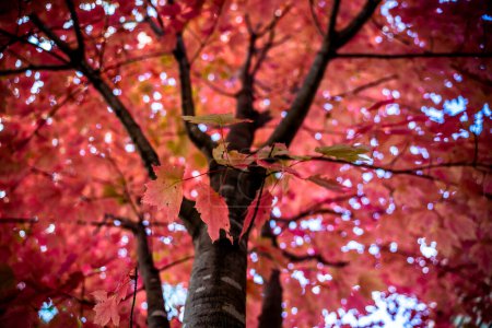 Foto de Low Angle View of Red Leaves and Tree During Day in Autumn - Imagen libre de derechos