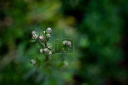 Photo for Purple Flower Bud in Deep Green Leaves in Summer - Royalty Free Image