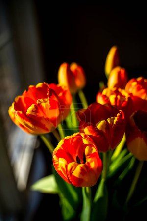 Photo for Bright Red and Yellow Tulips by Window in Summer Sun - Royalty Free Image