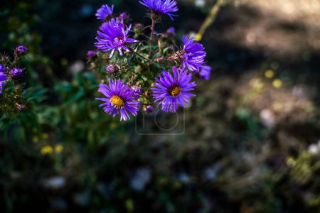 Téléchargez les photos : Bright Purple and Yellow Wildflowers in Field in Summer - en image libre de droit