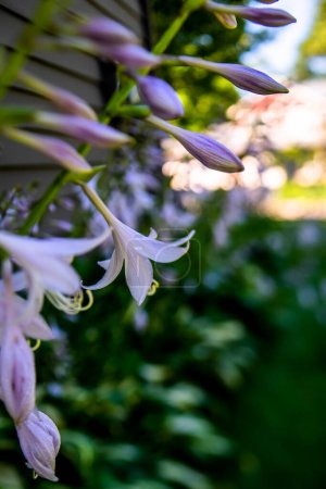 Téléchargez les photos : Blooming Purple Hosta Flower Along House in Summer Sunlight - en image libre de droit