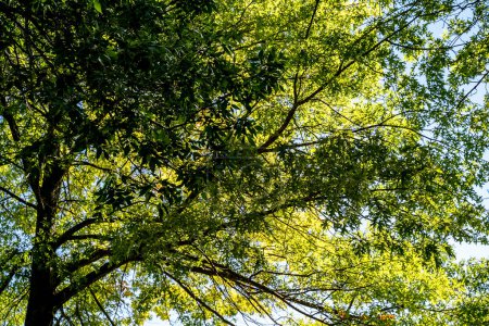 Téléchargez les photos : Sunlight Shining Through Large Tree in Summer - en image libre de droit