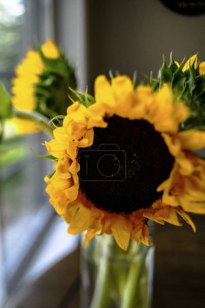 Téléchargez les photos : Large Sunflower in Mason Jar by Window - en image libre de droit