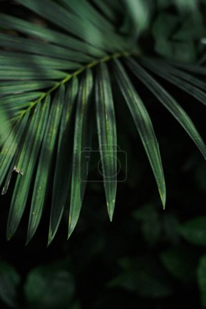 Téléchargez les photos : Green palm leaves close up with sunlight - en image libre de droit
