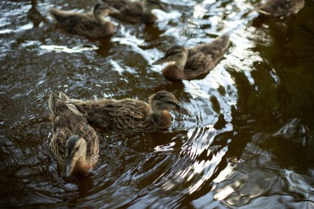 Photo for Ducks in water. Ducks swim in pond. Wild birds. - Royalty Free Image