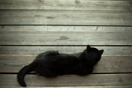 Foto de Black cat lies on blackboard. Pet on veranda. Cat with black hair. Animal rests. - Imagen libre de derechos