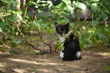 Foto de Kitten sits in grass. Cat in garden. Pet among plants. - Imagen libre de derechos