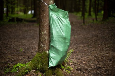 Téléchargez les photos : Green garbage collection bag. Waste collection in forest. Place to throw package. Details of city park. - en image libre de droit