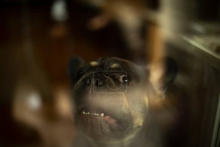 Photo for Dog behind glass. Pet looks through glass of window. - Royalty Free Image