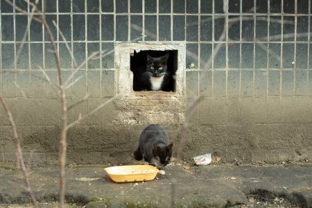 Foto de Stray cats are black. Cats in yard. - Imagen libre de derechos