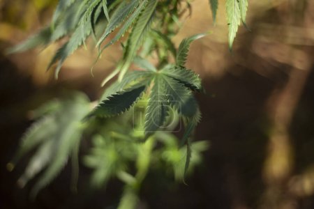 Foto de Marijuana grows outside. Grass variety. Narcotic plant dangerous to health. - Imagen libre de derechos