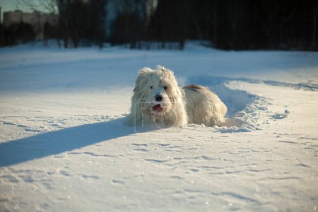 Téléchargez les photos : Chien dans la neige. Marcher avec un animal. Chien aux cheveux blancs en hiver dans le parc. Animal le jour ensoleillé. - en image libre de droit