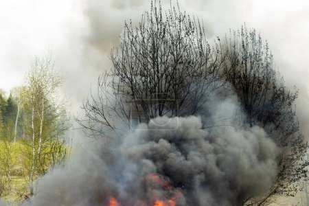 Téléchargez les photos : Black smoke from fire. Burning of garbage. Destruction of nature. - en image libre de droit