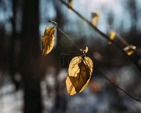 Yellow backlit leaves hanging onto branch during winter