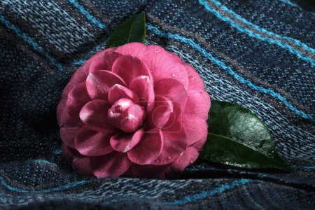 Téléchargez les photos : Close Up Of Pink Rose with Green Leaves with Blue Background - en image libre de droit