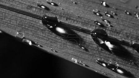 Téléchargez les photos : Extreme Close Up Of Shiny Water Droplet on Leaf Black and White - en image libre de droit
