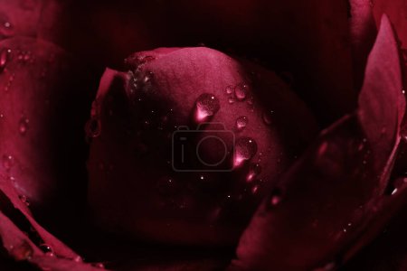 Foto de Extreme Close Up Of Shiny Water Droplet on Red Rose - Imagen libre de derechos