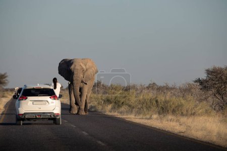 Foto de Woman Taking A Photo Of An Elephant From The Car In Etosha Natio - Imagen libre de derechos