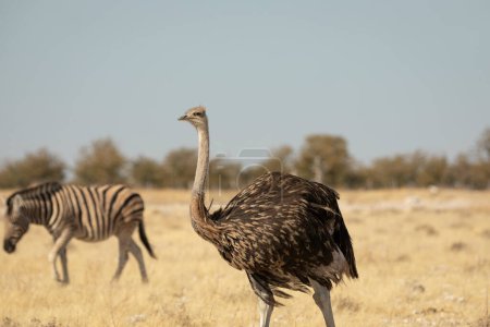 Téléchargez les photos : Ostrich in Etosha National Park, Okaukuejo, Kunene, Namibia - en image libre de droit