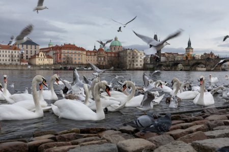 Foto de Swans And Seagulls On Vltava River, Prague, Czech Republic - Imagen libre de derechos
