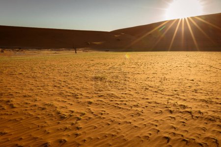 Téléchargez les photos : Sunrise Over A Dead Tree In Namib Desert, Sossusvlei, Namibia - en image libre de droit