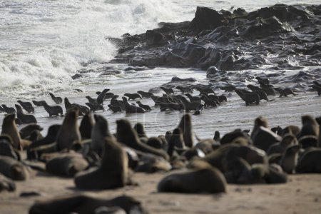 Foto de Brown Fur Seals Entering The Ocean in Cape Cross, Erongo Region, - Imagen libre de derechos