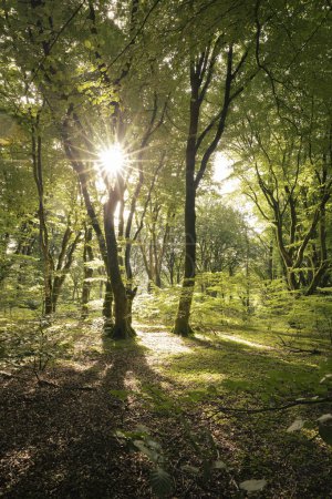 Photo for Beech Tree Forest, Rold Skov Forest, Skorping, Denmark - Royalty Free Image
