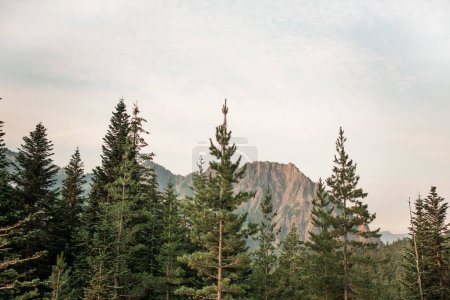 Téléchargez les photos : Mountain Scene in Washington with Evergreen Tree Forest - en image libre de droit