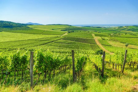 Téléchargez les photos : Kirly vineyard (Tokaj wine region) - en image libre de droit