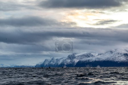 Foto de Group of orcas swimming in winter in a Norwegian fjord - Imagen libre de derechos